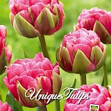 Tulp Unique Bulbs Aveyron 11/12 10st.