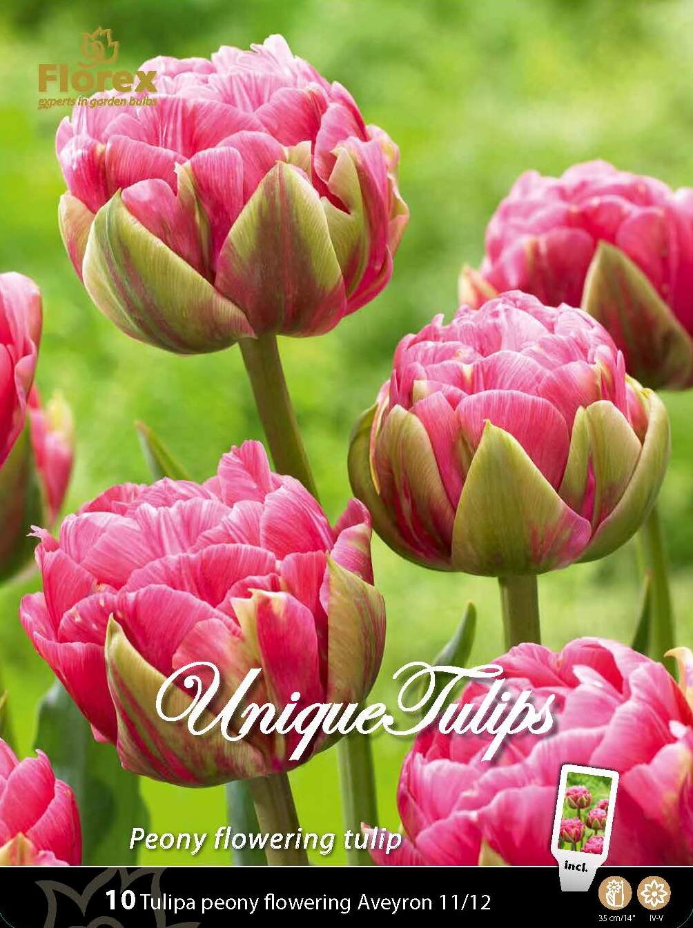 Tulp Unique Bulbs Aveyron 11/12 10st.