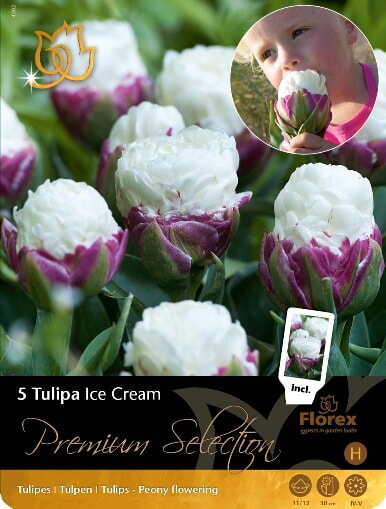 Tulp Premium Ice Cream 11/12 5st.