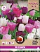 Grootverpakking Tulp Ella Mix 11/12 20st.