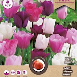 Grootverpakking Tulp Ella Mix 11/12 20st.