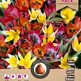 Grootverpakking Tulpen Verwildering 6/7 40st.
