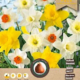 Grootverpakking Grootkron. Narcis Mix 10/12 25st.