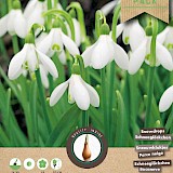 Grootverpakking Galanthus Woronowii 5/6 30st.