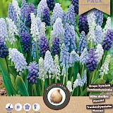 Grootverpakking Muscari Magic Mix 50st.