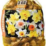 Grootverpakking Narcis Grootbloemig Gemengd 50st.