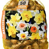 Grootverpakking Narcis Grootbloemig Gemengd 50st.