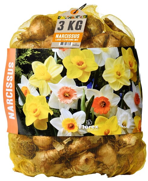 Grootverpakking Narcis Grootbloemig Gemengd 50st.