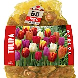 Grootverpakking Tulpen Triumph Mix 10/11 50st