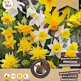 Grootverpakking Botanische Narcis Mix 10/12 25st.