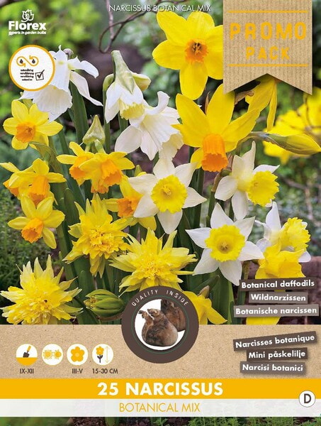 Grootverpakking Botanische Narcis Mix 10/12 25st.