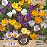 Grootverpakking Crocus Botanisch Mix 5/+ 40st.