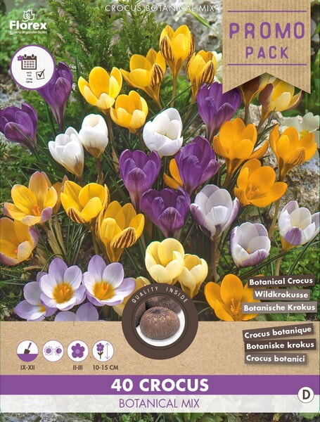 Grootverpakking Crocus Botanisch Mix 5/+ 40st.