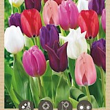 Bio Tulp Snijbloemen Mengsel 11/12 6st