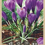Bio Crocus Grand Maitre 7/8 10st