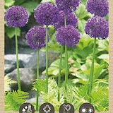 Bio Allium Purple Sensation 10/12 3st.