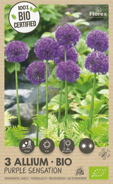 Bio Allium Purple Sensation 10/12 3st.