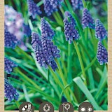 Bio Muscari Armeniacum 7/8 10st.