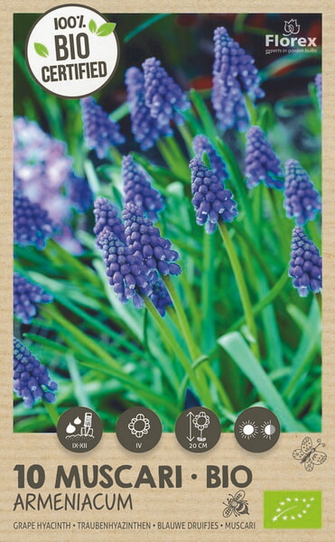 Bio Muscari Armeniacum 7/8 10st.