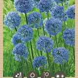 Bio Allium Azureum 4/+ 7st.