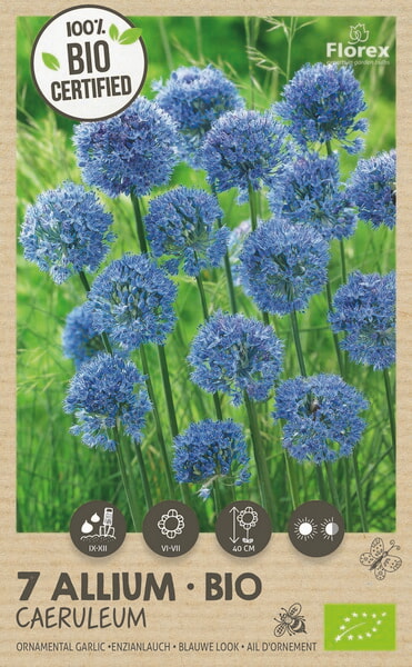 Bio Allium Azureum 4/+ 7st.