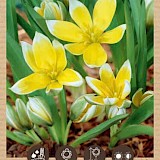 Bio Tulp Tarda Dasystemon 6/7 10st