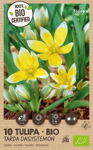 Bio Tulp Tarda Dasystemon 6/7 10st
