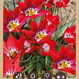 Bio Tulp Tiny Timo 5/6 10st.