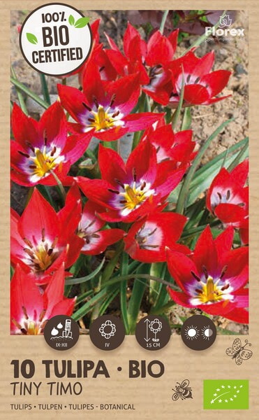 Bio Tulp Tiny Timo 5/6 10st.