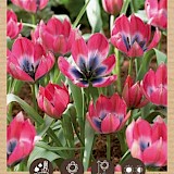 Bio Tulp Little Beauty 5/+ 10st.