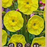 Bio Narcis Sun Disc 10/12 5st.