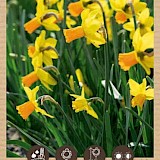 Bio Narcis Jetfire 10/12 5st.