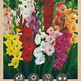 Bio Gladiool Grandiflora Mix 6st.