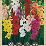 Bio Gladiool Grandiflora Mix 6st.