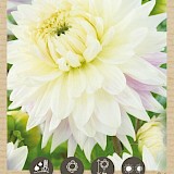 Bio Dahlia Kiev XXL 1st.