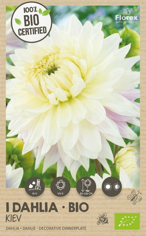 Bio Dahlia Kiev XXL 1st.