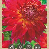 Bio Dahlia Manhattan Island XXL 1st.