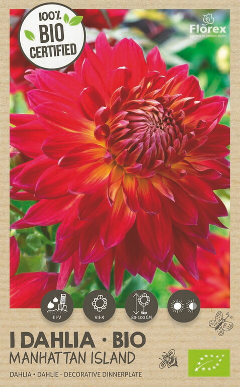 Bio Dahlia Manhattan Island XXL 1st.