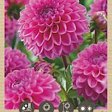 Bio Dahlia Ball Sandra 1st.