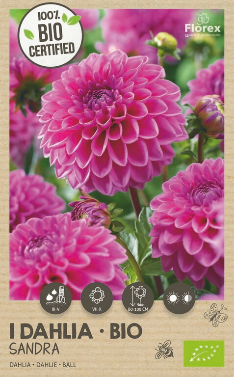 Bio Dahlia Ball Sandra 1st.