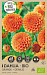 Bio Dahlia Pompon Orange 1st.