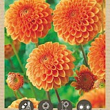 Bio Dahlia Pompon Orange 1st.