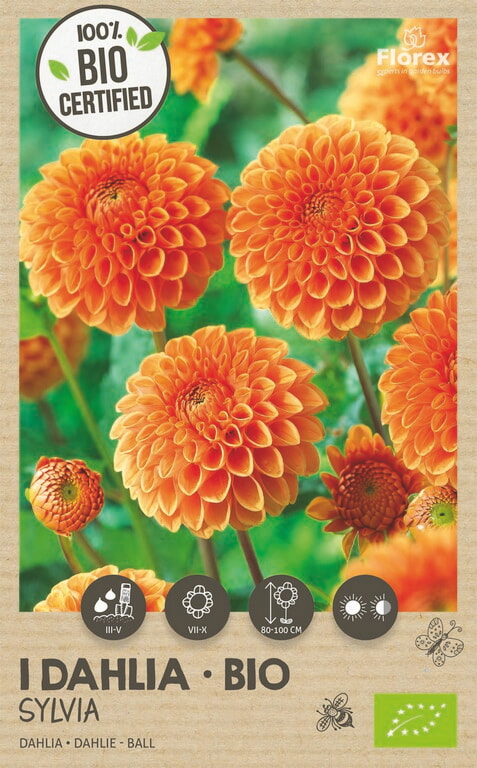 Bio Dahlia Pompon Orange 1st.