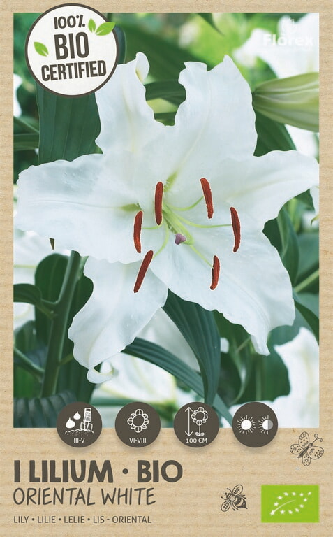 Bio Lelie Oriental Wit 1st.