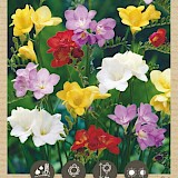 Bio Freesia Enkel Mix 5/6 10st.