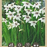 Bio Abbesijnse Gladiool Acidanthera-Callianthus 10st.