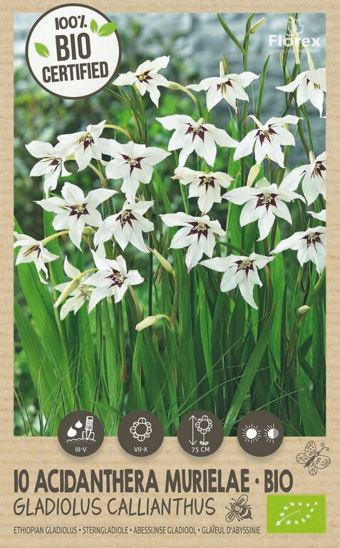 Bio Abbesijnse Gladiool Acidanthera-Callianthus 10st.
