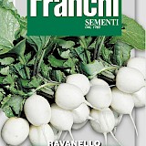 Franchi Radijs Zaden Ravanello Tondo Bianco