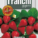 Franchi Aardbei Zaden Fragola Quattro Stagioni