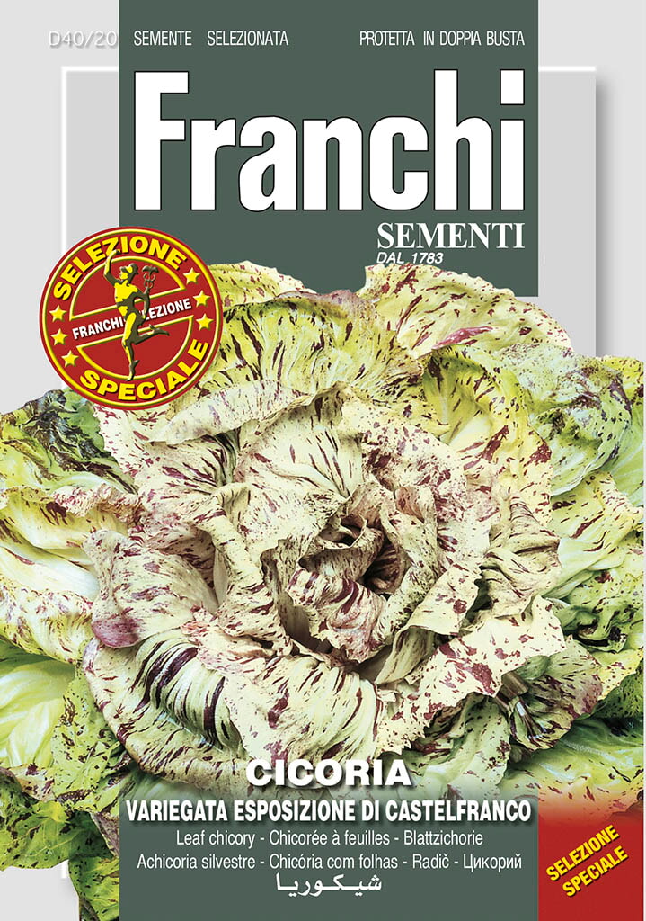 Franchi Cichorei Zaden Cicoria Var Esp Castelfranco